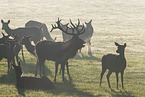 red deer