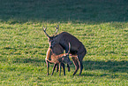red deer