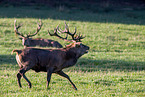 red deer