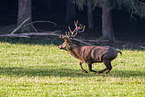 red deer
