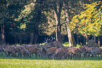 red deer