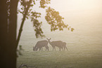 red deer