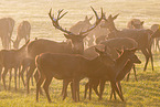 red deer