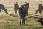 red deer