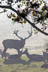 red deer