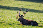 red deer
