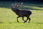 red deer