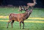 red deer