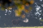 red deer