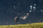 red deer