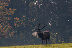 red deer