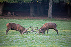 red deer