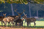 red deer