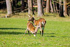 red deer