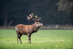 red deer