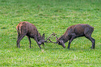 red deer