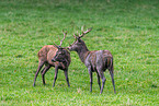 red deer