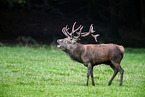 red deer