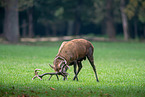 red deer