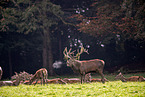 red deer