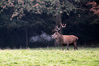 red deer