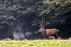 red deer