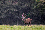 red deer