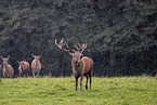 red deer