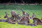 red deer