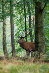 red deer