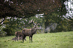 red deer