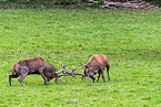 red deer
