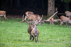 red deer