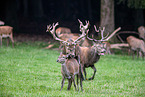 red deer