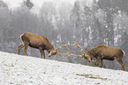 red deer