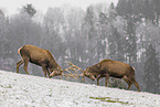 red deer