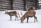 red deer