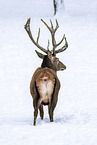 red deer