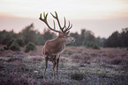 red deer