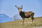 red deer