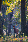 red deer