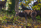 red deer