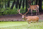red deer