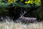 red deer