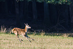 red deer