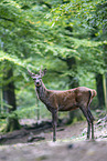 red deer