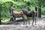 red deer