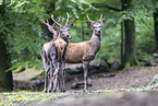 red deer