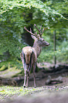 red deer