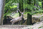 red deer